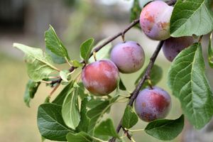 Hoogstam dikke Pruimenboom