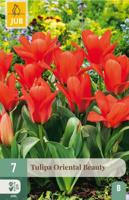 Tulp oriental beauty 7 bollen
