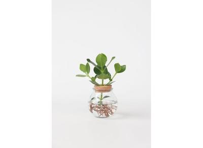 Clusia plant in bolglas - Hydroponie