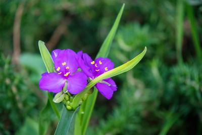 Eendagsbloem