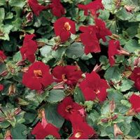 Rode maskerbloem (Mimulus &ldquo;Bonfire red&rdquo;) moerasplant - 6 stuks