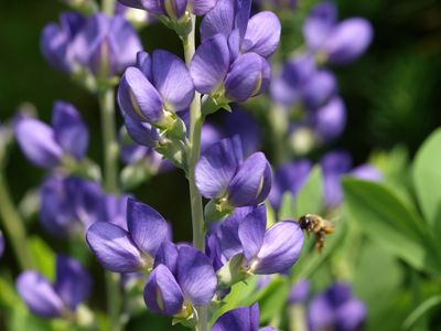 Indigo-lupine Indigo-lupine