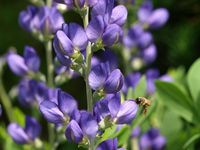 Indigo-lupine