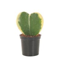 Hoya Kerrii Variegata (Hartjesplant) - P 6 cm
