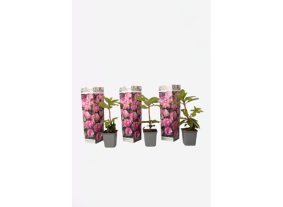Rhododendron 'Elegans Pink' - set van 3