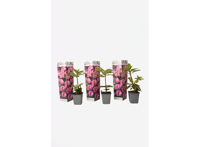 Rhododendron 'Elegans Pink' - set van 3