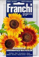 Zonnebloem Girasole Ornamentale 329/1 zaden Franchi - Franchi