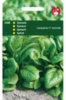 Spinazie Campania F1 - 50 gram - Tuinplus