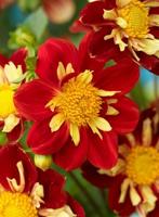 Dahlia Impression Festivo bloembol JUB 1 stuks - Jub