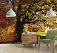 Herfst fotobehang met gekleurde bladeren