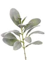 Lamsoor Limonium vulgare steek met 16 blaadjes 5x L/5x M/4x S/2x XS geheel behaard 38 cm - Top art