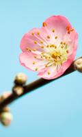 Noordwand Komar Munich Design Fotobehang Peach Blossom - V3-753