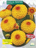 Zomer Bloembollen Dahlia Pompon Sunny Boy per 1 Baltus - Baltus