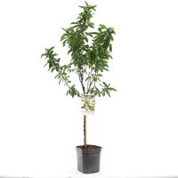 Mespilus germanica Mispel Mispel fruitplant Fruithof - Fruithof