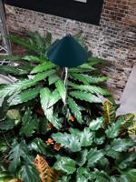 Parus iSun paraplu kweeklamp 7w grijs - Btt