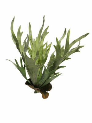 Platycerium spray green 47cm
