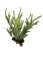 Platycerium spray green 47cm