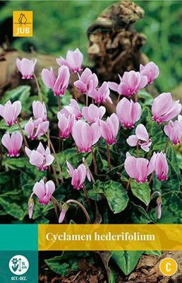 Cyclamen hederifolium 2 bollen - Jub