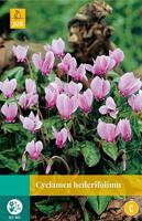 Cyclamen hederifolium 2 bollen - Jub