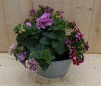 Zinken bakje zomerbloeiers roze dia. 20 cm Warentuin Natuurlijk - Warentuin natuurlijk