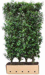 Kant & klaar haag Prunus lusitanica Angustifolia 150 x 100 cm breed - Quickhedge