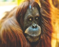 Mona Lisa diamond painting Orang oetan 50 x 40 cm bruin 440 gr. - thumbnail