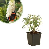 Buddleja davidii 'White Profusion' - Vlinderstruik - P9 Buddleja davidii 'White Profusion' - Vlinderstruik - P9