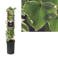 Hedera Helix 'Glacier' - bonte kleinbladige klimop