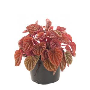 Peperomia &apos;Quito&apos; - P 12 cm