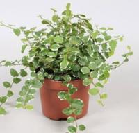Kamerplant Ficus Pumila - Warentuin natuurlijk