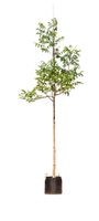 Gewone walnotenboom Juglans regia h 350 cm st. omtrek 12 cm st. hoogte 190 cm - Warentuin Natuurlijk - thumbnail