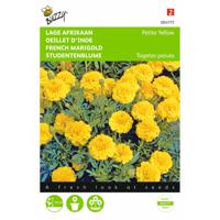 2 stuks Tagetes patula nana Yellow Boy