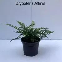 Tuinplant Geschubde Mannetjesvaren Dryopteris Affinis - thumbnail