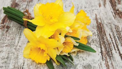 Narcis bosje 130x70cm Tuinschilderij - Customize it