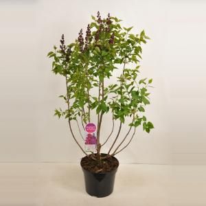 Sering (syringa vulgaris "Znamya Lenina") - 90-120 cm - 1 stuks