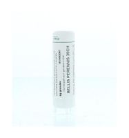Bellis perennis 30CH - thumbnail