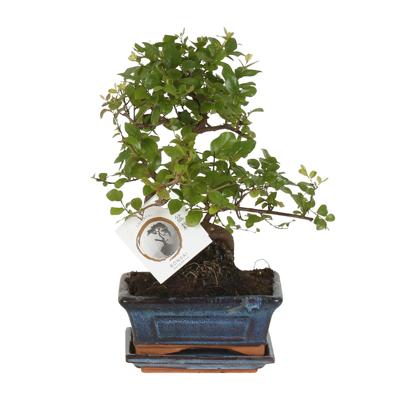Bonsai 'Sageretia' S-vorm Ø15cm - ↕15cm