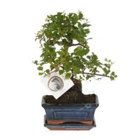 Bonsai 'Sageretia' S-vorm Ø15cm - ↕15cm