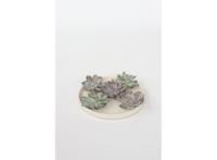 Echeveria DIY box 7-10cm - mix of 5