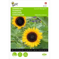 Helianthus, Zonnebloem Sunrich Orange F1