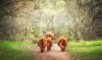 Tuinschilderij 4 hooglanders 130x70cm - Customize it Tuinschilderij 4 hooglanders 130x70cm - Customize it
