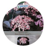 Sambucus nigra Black Beauty sierheester Warentuin Natuurlijk - Warentuin natuurlijk