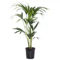 Kamerplant Howea Forsteriana 'Kentia palm'