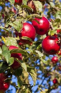 Appelboom &apos;Summerred&apos;