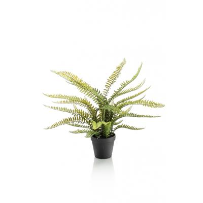 Boston fern