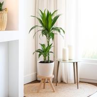 Dracaena 'Janet Craig' (Drakenbloedboom) - P 19 cm Dracaena 'Janet Craig' (Drakenbloedboom) - P 19 cm