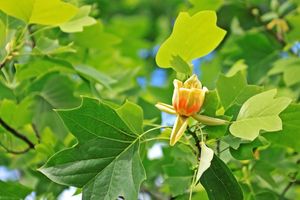 Lei Amerikaanse tulpenboom