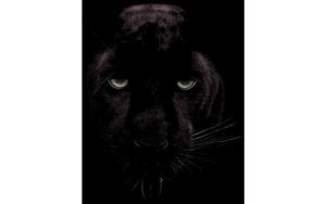 Goossens Schilderij Black Panther, 70 x 118 cm