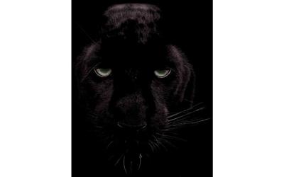 Goossens Schilderij Black Panther, 70 x 118 cm