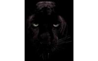 Goossens Schilderij Black Panther, 70 x 118 cm
